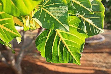 《空洞骑士：丝之歌》获奖主创发言 不会让玩家等太久