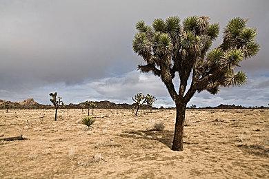 TH爆料：《使命召唤：战区》将在2推出后继续更新并改名